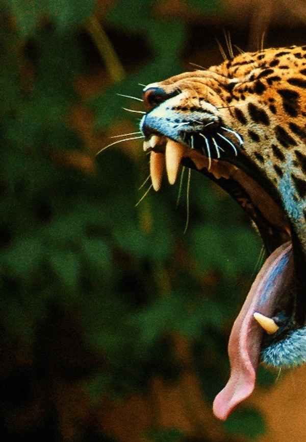 Surviving The Amazon Poster 6