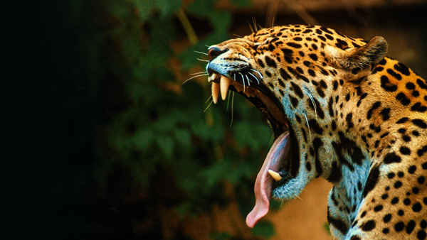 Surviving The Amazon Poster 3