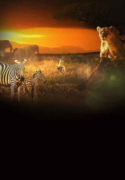 Surviving the Serengeti