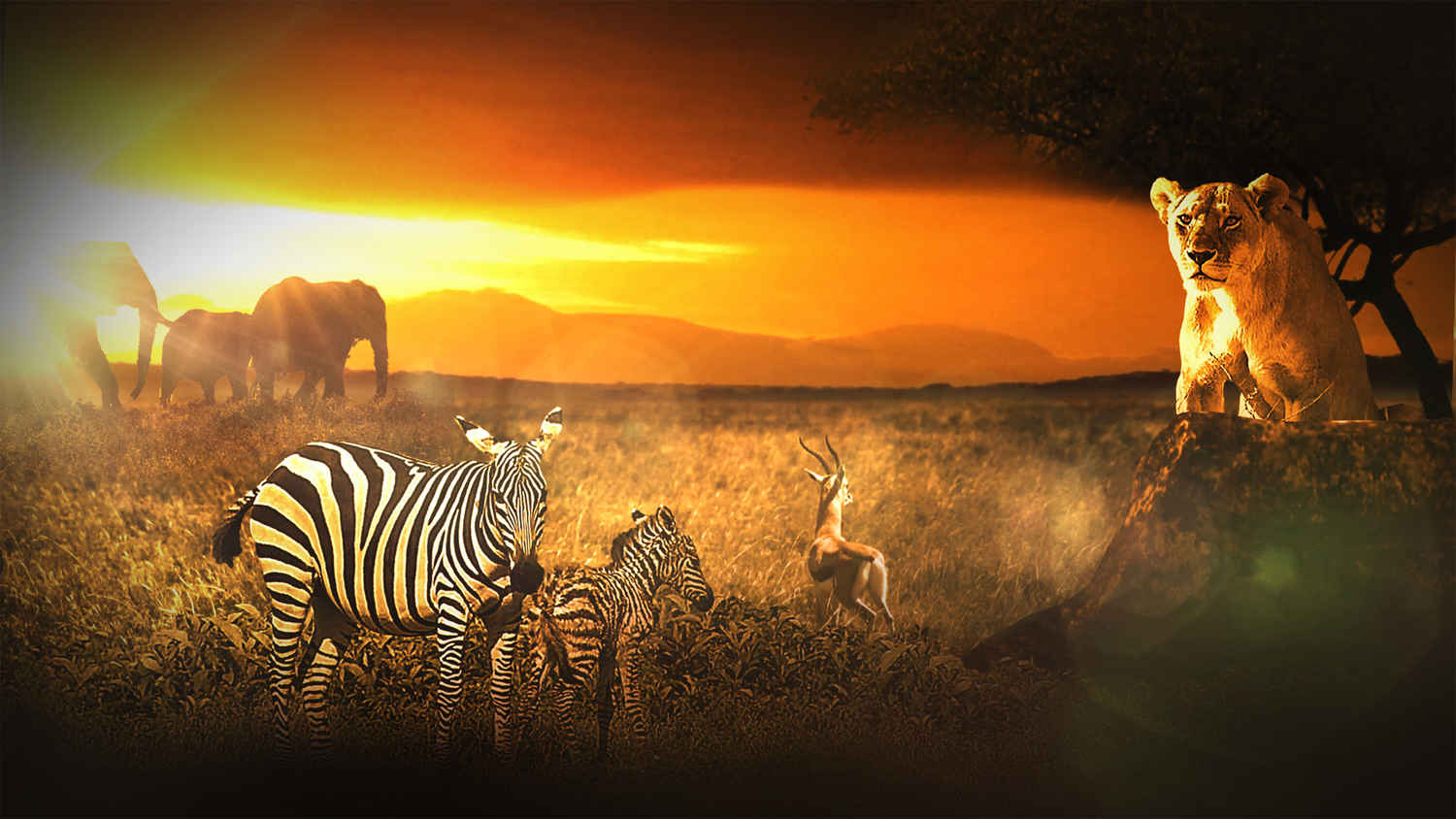 Watch Surviving The Serengeti Online, All Seasons or Episodes