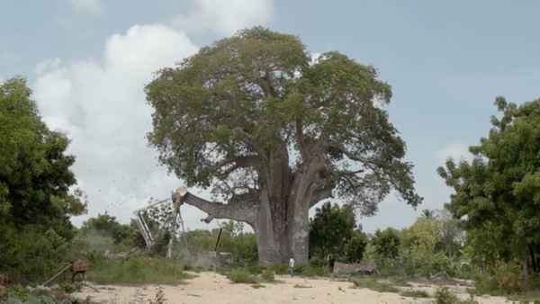 Taming the Garden Poster 6