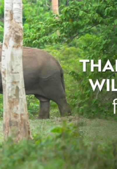 Thailand's Wild Side