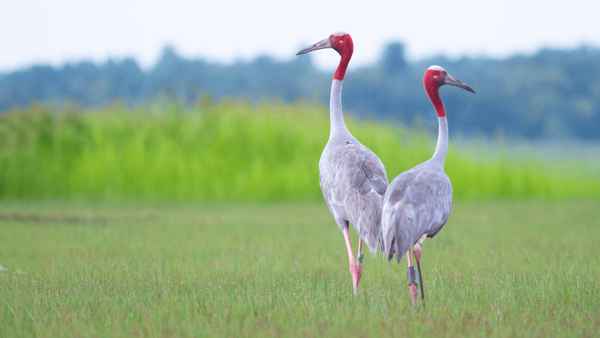 Thailand's Wild Side Poster 1