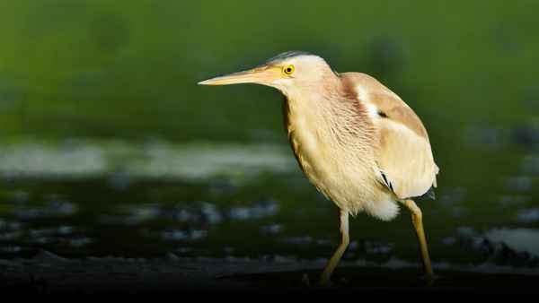 Thailand's Wild Side Poster 2