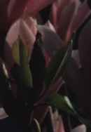 that what moves: fingerinesses Poster 2