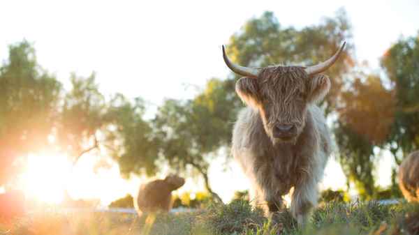 The Biggest Little Farm: The Return Poster 4