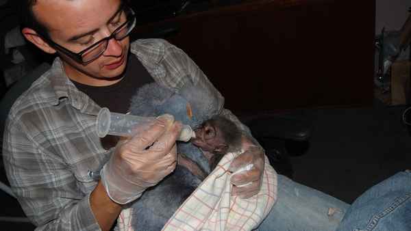 The Center: Gibbons and Guardians Poster 5