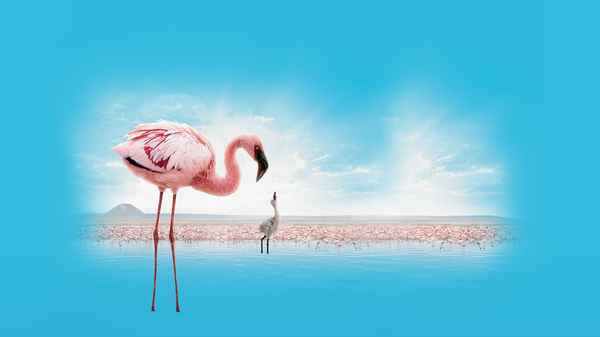The Crimson Wing: Mystery of the Flamingos Poster 4