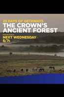 The Crown's Ancient Forest Poster 1