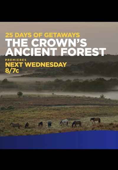 The Crown's Ancient Forest