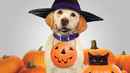 The Dog Who Saved Halloween Poster 3