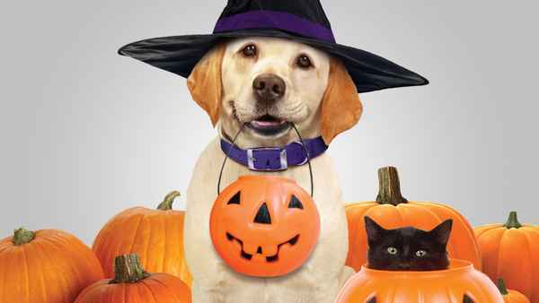 The Dog Who Saved Halloween Poster 3