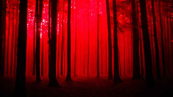 The Forest Witch Poster 1