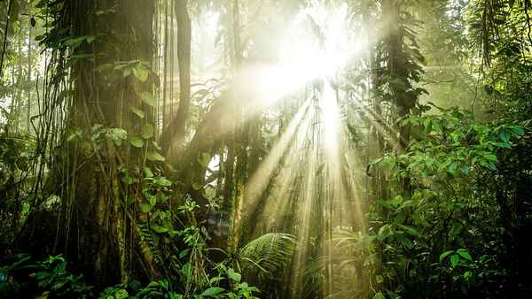 The Green Planet Poster 1