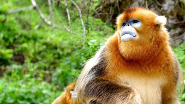 The Hidden Kingdoms of China Poster 2