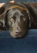 The Hidden Lives of Pets Poster 7