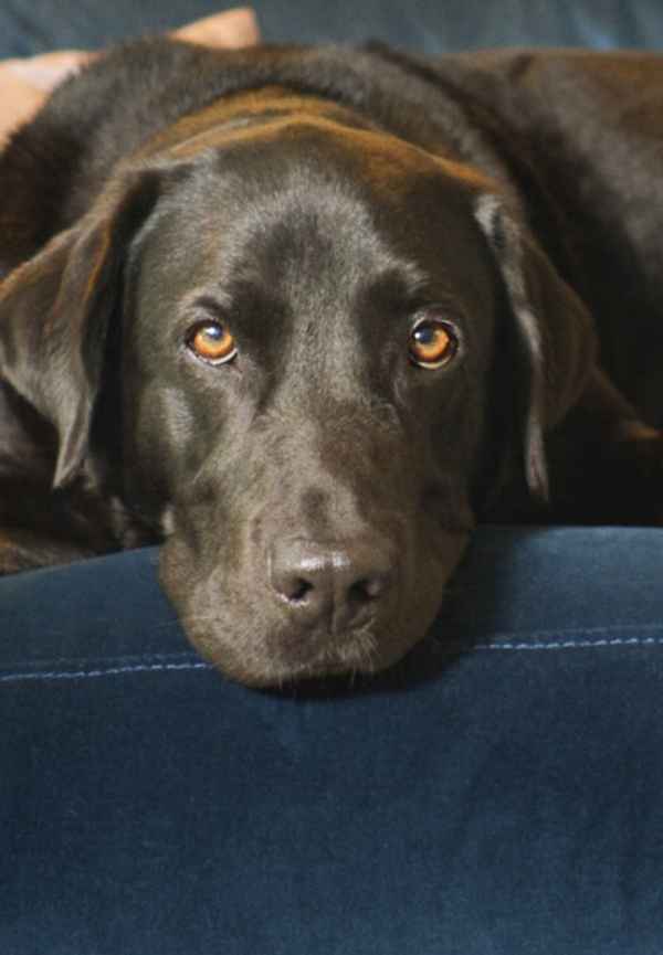 The Hidden Lives of Pets Poster 7