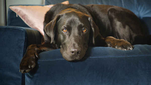 The Hidden Lives of Pets Poster 3