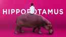 The Hippopotamus Poster 6