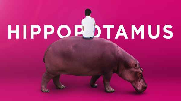 The Hippopotamus Poster 6