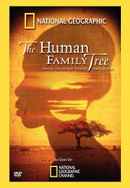 The Human Family Tree Poster 2