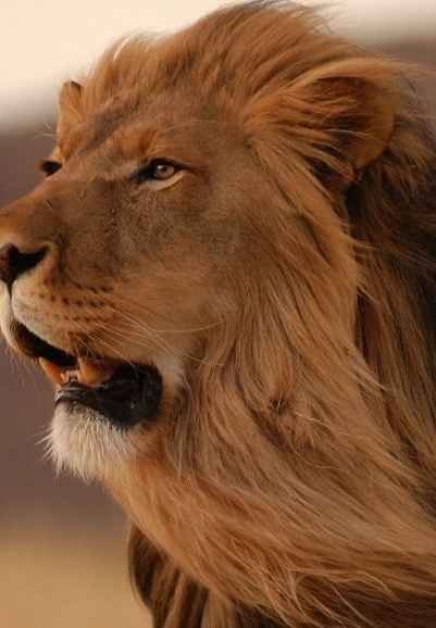 The Kalahari: The Flooded Desert