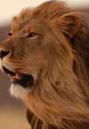 The Kalahari: The Flooded Desert Poster 7