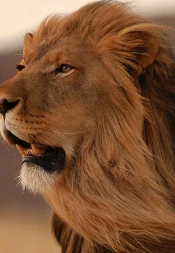 The Kalahari: The Flooded Desert Poster 7