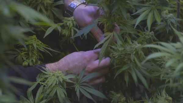 The Legend of 420 Poster 3