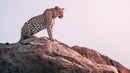 The Leopardess Poster 1