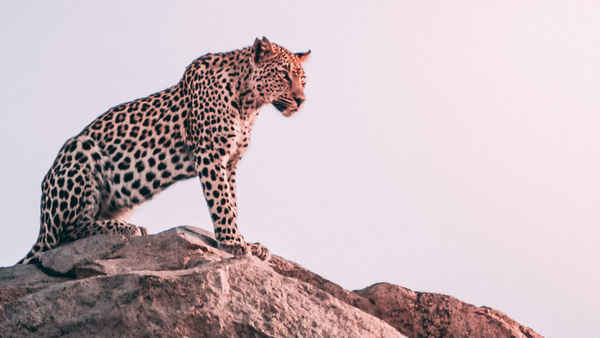 The Leopardess Poster 3