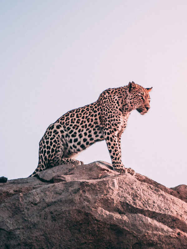 The Leopardess Poster 7