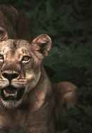 The Lion Queens Of India Poster 4