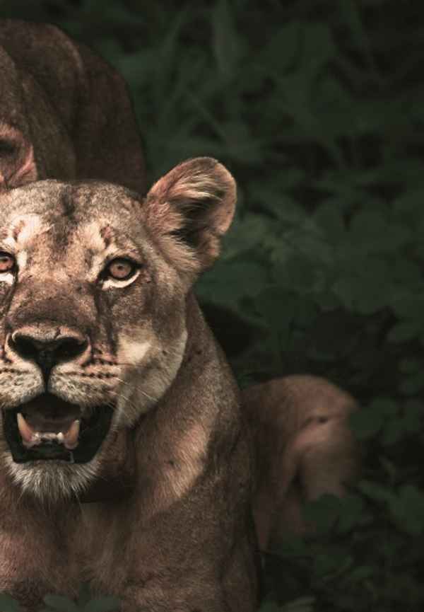 The Lion Queens Of India Poster 4