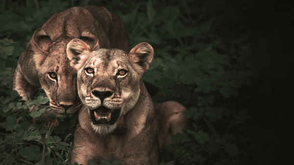 The Lion Queens Of India Poster 1