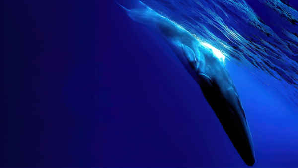 The Loneliest Whale: The Search for 52 Poster 4