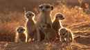 The Meerkats Poster 1
