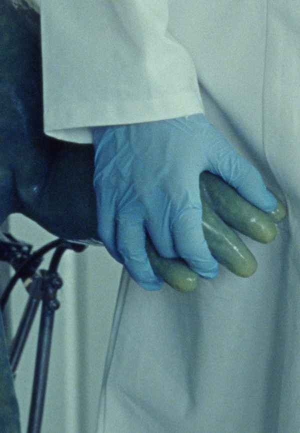 The Newt Congress Poster 6