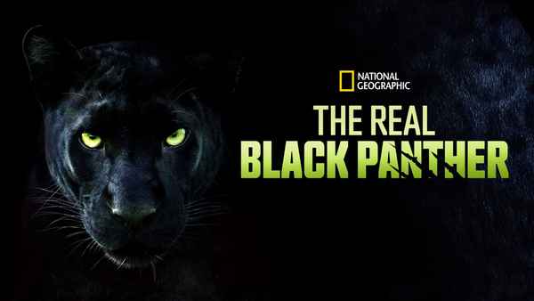 The Real Black Panther Poster 5