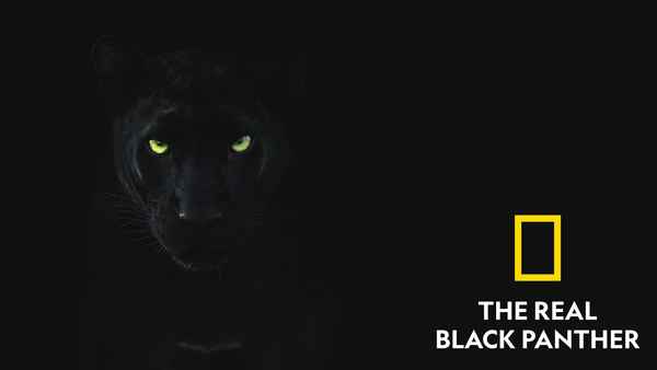 The Real Black Panther Poster 4