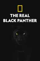 The Real Black Panther Poster 6