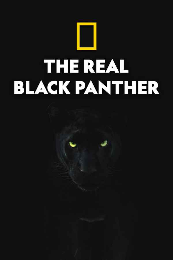 The Real Black Panther Poster 6