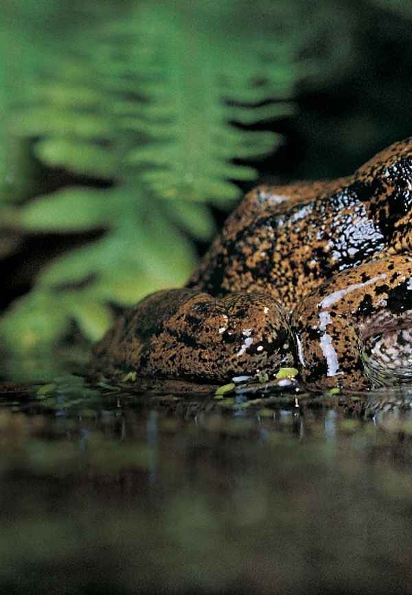 The Secret Life Of Frog Poster 6