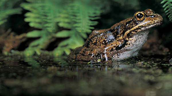 The Secret Life Of Frog Poster 3