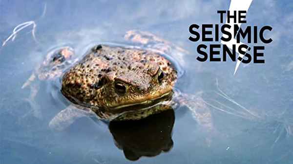 The Seismic Sense Poster 1