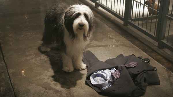 The Shaggy Dog Poster 4