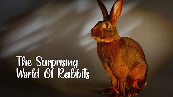 The Surprising World Of Rabbits Poster 1