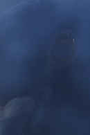 The Visitors Poster 7