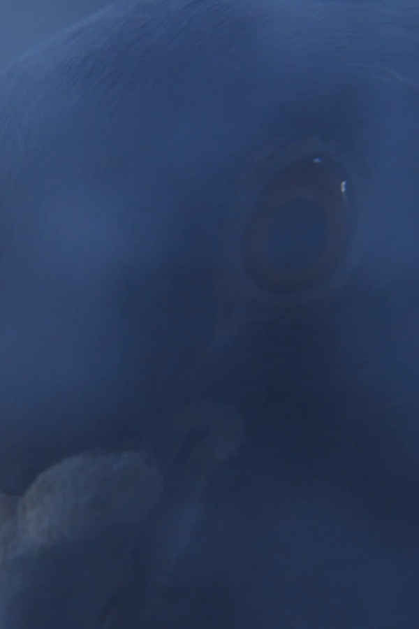 The Visitors Poster 7