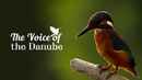 The Voice of the Danube Poster 3